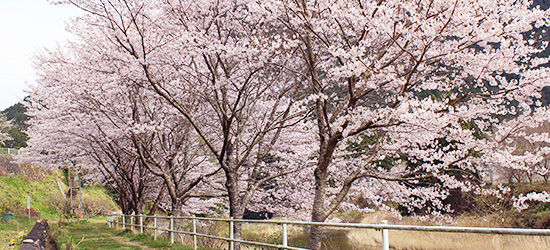 振草川沿の桜並木