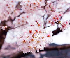 振草川沿の桜並木