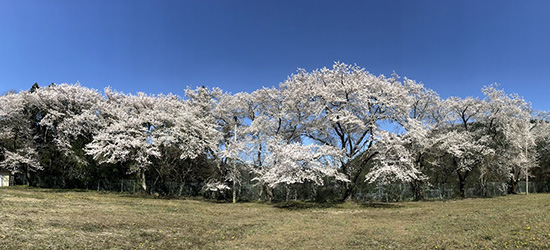 旧中央小学校の桜