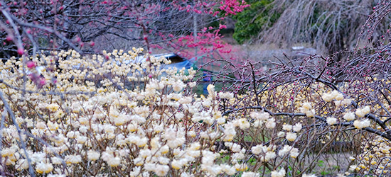 尾籠の岩山桃源郷