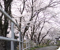 さくらのさんぽ道