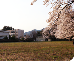 旧中央小学校の桜