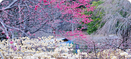 尾籠の岩山桃源郷