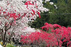 尾籠の岩山桃源郷