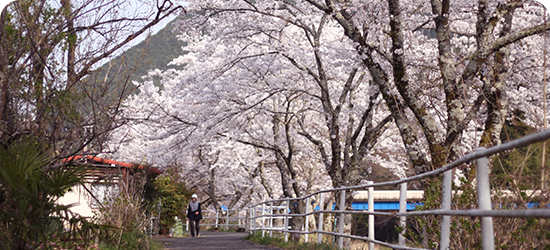 さくらのさんぽ道