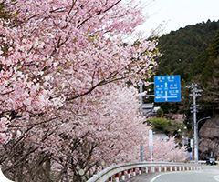 中設楽地区の遊歩道