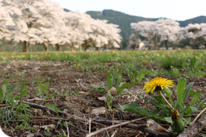 旧中央小学校の桜