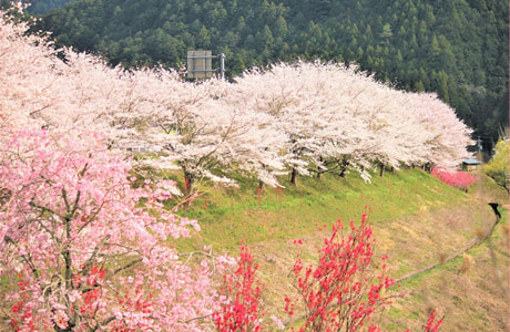 中設楽地区の遊歩道イメージ