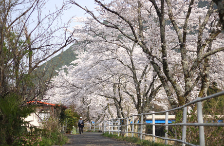 さくらのさんぽ道イメージ