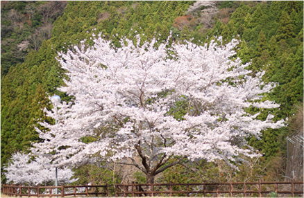 下田浄水公園イメージ