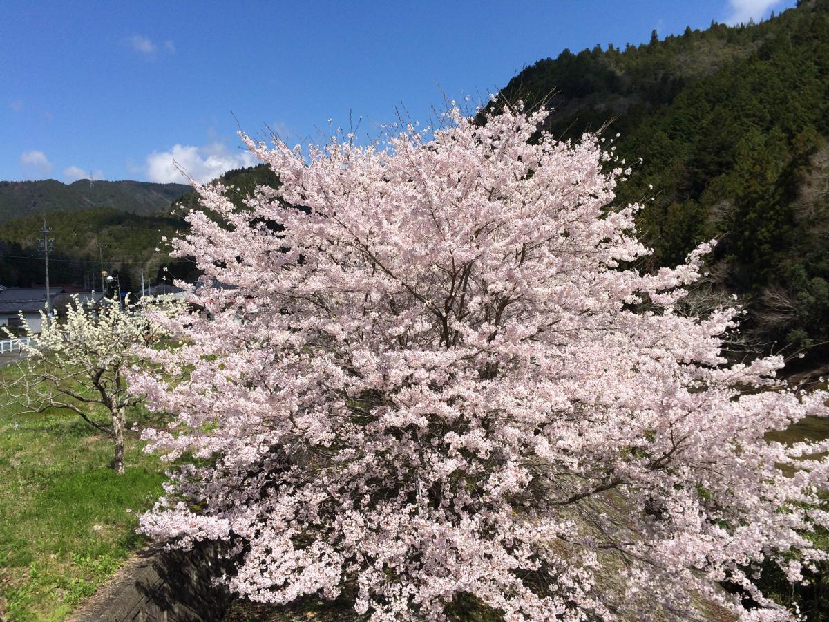 振草川沿の桜