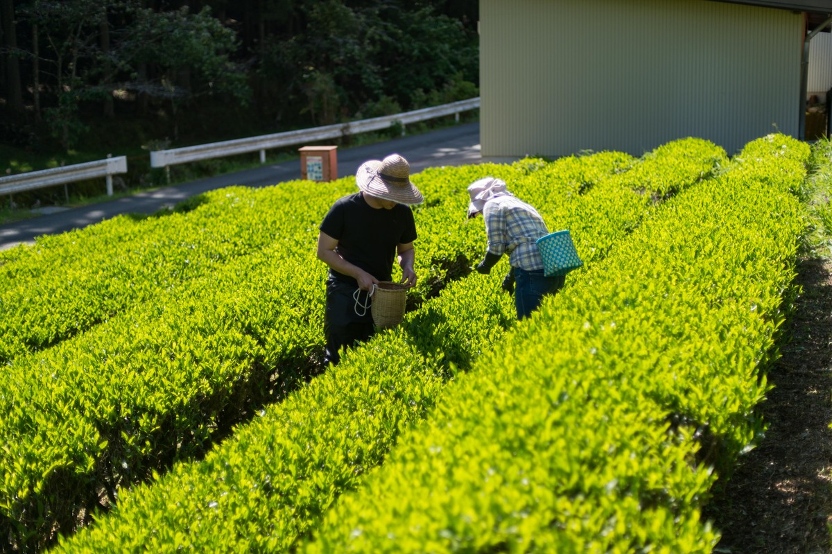 お茶処 東栄町は新茶の季節 公式 愛知県東栄町の観光サイト 東栄町のじかん