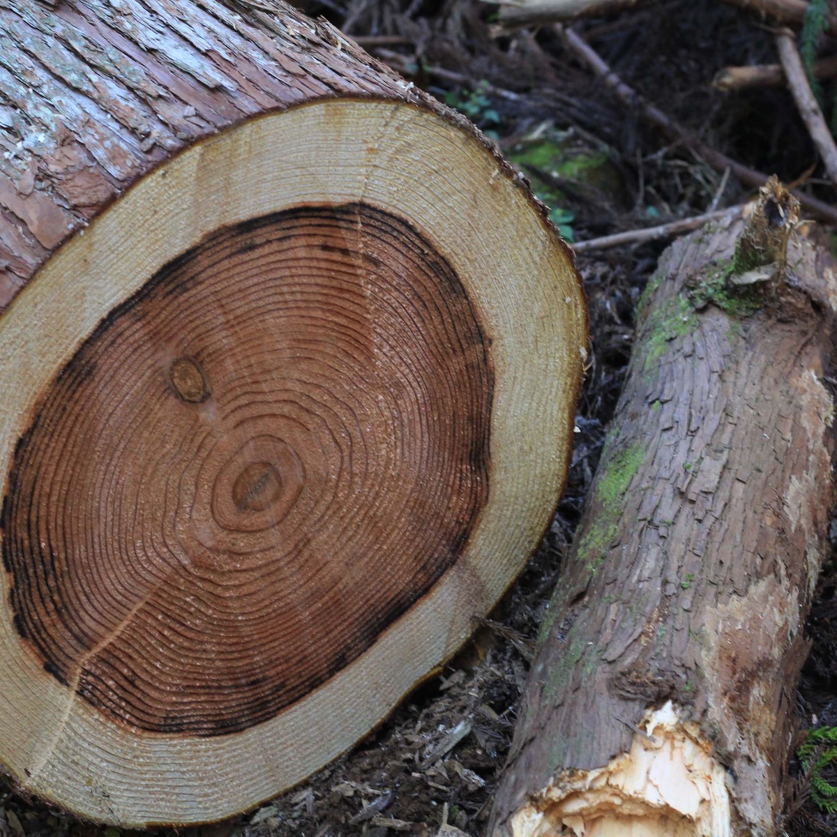 東栄町森林組合お仕事体験